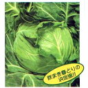 キャベツ 種 【 シティ 】 種子 コート5千粒(L) ( 種 野菜 野菜種子 野菜種 )