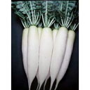 大根 種 【 お徳 】 種子 2dl缶 ( 種 野菜 野菜種子 野菜種 )