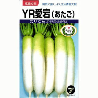 ダイコン 種 【 YR愛宕（あたご） 】 小袋 ( ダイコンの種 )