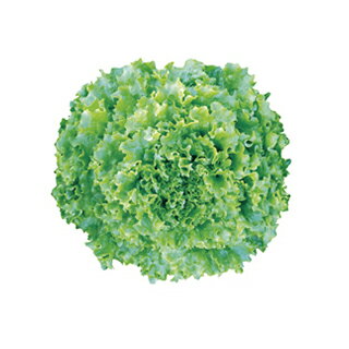 レタス 種 フレアベル ペレット5000粒 レタスの種 菜園くらぶ 家庭菜園の専門店 レタス 種 フレアベル ペレット5000粒 レタスの種 菜園くらぶ 家庭菜園の専門店