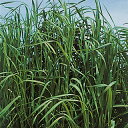 緑肥 種 【 チモシー クライマックス 】 1kg ( 緑肥の種 )