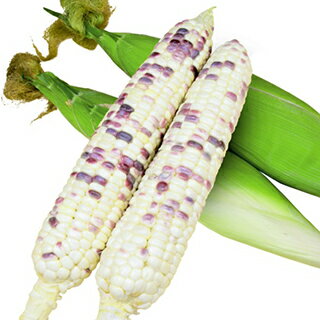 楽天市場】トウモロコシ バイカラーの通販