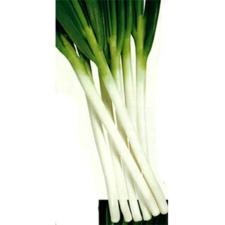 ネギ 種 【 錦蔵 】 種子 2dl （ 種 野菜 野菜種子 野菜種 ）