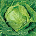 キャベツ 種 【 金春 】 種子 20ml ( 種 野菜 野菜種子 野菜種 )