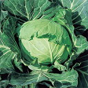 キャベツ 種 【 中早生二号 】 種子 20ml ( 種 野菜 野菜種子 野菜種 )