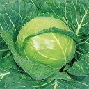 キャベツ 種 【 アーリータイム 】 種子 20ml ( 種 野菜 野菜種子 野菜種 )