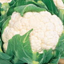 カリフラワー 種 【 バロック 】 種子 20ml ( 種 野菜 野菜種子 野菜種 )