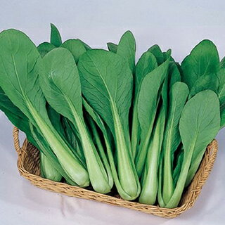 漬け菜 種 【 味美菜 】 種子 2dl （ 種 野菜 野菜種子 野菜種 ）
