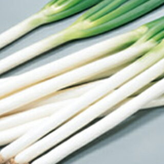 ネギ 種 【 夏扇4号 】 種子 小袋（約20ml） （ 種 野菜 野菜種子 野菜種 ） ★