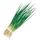 ネギ 種 【 剣舞 】 種子 小袋(約20ml) ( 種 野菜 野菜種子 野菜種 ) ★