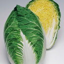 白菜 種 【 晴黄65 】 小袋 DF(0.8ml) ( 白菜の種 )