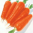 にんじん 種 【 向陽二号 】 種子 小袋(約200粒) ( 種 野菜 野菜種子 野菜種 ) ★