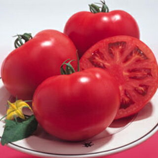 大玉トマト 種 【桃太郎8】 100粒 （ 種 野菜 野菜種子 野菜種 ）