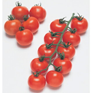 中玉トマト 種 【フルティカ】 100粒 ( 種 野菜 野菜種子 野菜種 ) ★