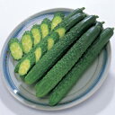 きゅうり 種 【シャキット】 350粒 ( 種 野菜 野菜種子 野菜種 )