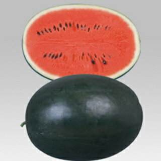 スイカ 種 【ピロマスタ2】 200粒 （ 種 野菜 野菜種子 野菜種 ）