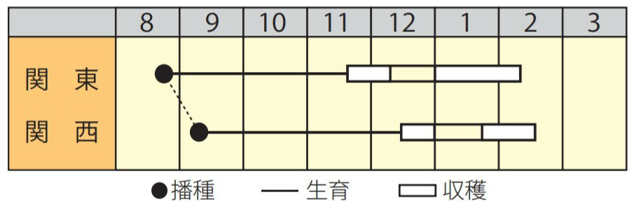 葉菜 種 【 CR京晴はなな 】 小袋（3ml） ( 葉菜の種 )
