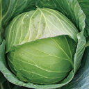 キャベツ 種 【 春系643号 】 種子 20ml ( 種 野菜 野菜種子 野菜種 )