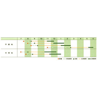 キャベツ 種 【 YR春系305号 】 種子 20ml （ 種 野菜 野菜種子 野菜種 ）