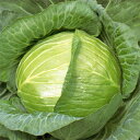 キャベツ 種 【 YR新風 】 種子 3000粒 ( 種 野菜 野菜種子 野菜種 )