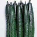 きゅうり 種 【夏元気】 350粒 ( 種 野菜 野菜種子 野菜種 )