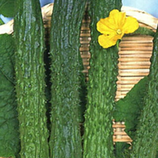 きゅうり 種 【 豊産四葉 】 350粒 ( きゅうりの種 )