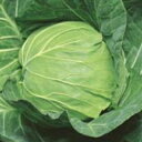 キャベツ 種 【 楽園 】 種子 20ml ( 種 野菜 野菜種子 野菜種 )