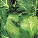 キャベツ 種 【 シティ 】 種子 20ml ( 種 野菜 野菜種子 野菜種 )