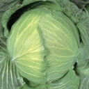 キャベツ 種 【 冬穫B号 】 種子 20ml ( 種 野菜 野菜種子 野菜種 )