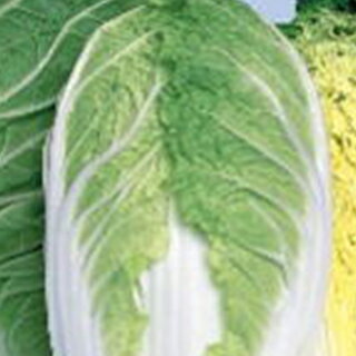 白菜 種 【 めんこい 】 種子 1dl （ 種 野菜 野菜種子 野菜種 ）