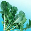 【 ニコル・ルッコラ 】 種子 小袋(約1dl) ( 種 野菜 野菜種子 野菜種 )