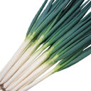 ネギ 種 【 冬一心 】 種子 2dl ( 種 野菜 野菜種子 野菜種 )