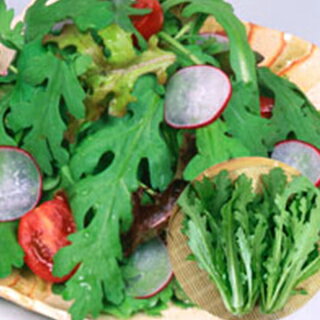 春菊 種 【 サラダ春菊 】 種子 小袋（約1dl）（丸種） （ 種 野菜 野菜種子 野菜種 ）のサムネイル