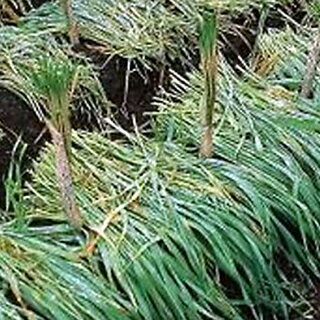 緑肥 種 【 えん麦 極早生スプリンター 】 1kg ( 緑肥の種 )