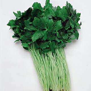 三つ葉 種 【 白茎ミツバ (関西系) 】 小袋(MF 13ml) ( 三つ葉の種 )のサムネイル