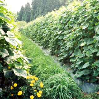 緑肥 種 【 マルチムギ（コムギ） 】 1kg ( 緑肥の種 ) | 農業屋.com