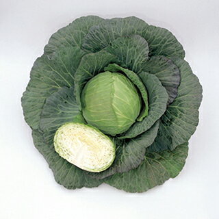 キャベツ 種 なみかぜ ペレット5千粒 キャベツの種 菜園くらぶ 家庭菜園の専門店 キャベツ 種 なみかぜ ペレット5千粒 キャベツの種 菜園くらぶ 家庭菜園の専門店