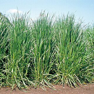 国産 無添加 無農薬の牧草 うさぎさんの緑のイタリアン