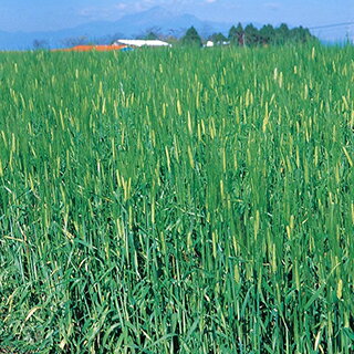 緑肥 種 【 飼料用オオムギ　ワセドリ2条 】 20kg ( 緑肥の種 )