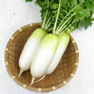 ダイコン 種 【 四季姫2号 】 小袋 ( ダイコンの種 )のサムネイル