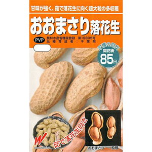 落花生 種 【 おおまさり（むき実）　30ml 】 30ml ( 落花生の種 )のサムネイル