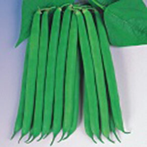 まとめ買いについて：メール便で10袋まで同梱できます。種子と責任種子は努めて純良なものをご用意しておりますが、商品の性質上100%の純度や発芽は望めません。商品の包装等に記載のある、発芽試験結果を満たした商品をお届けいたします。発芽は播種後...