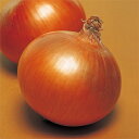 玉ねぎ 種 【 豊産こがね 】 100g ( 玉ねぎの種 )