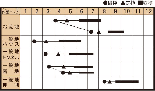 ズッキーニ 種 【 ゼルダ・パワー 】 小袋（10粒） ( ズッキーニの種 )