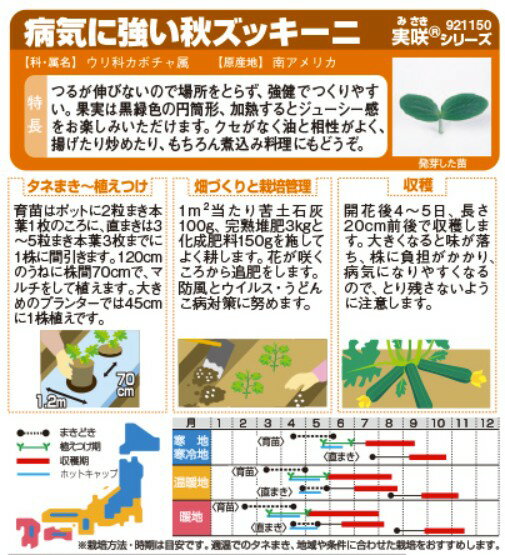 ズッキーニ 種 【 病気に強い　秋ズッキーニ 】 実咲小袋 ( ズッキーニの種 )