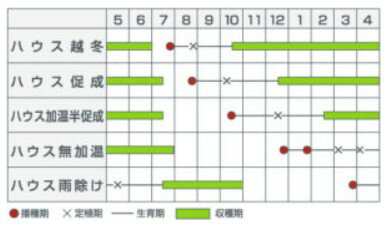 トマト 種 【 TYレッドオーレ 】 100粒 ( トマトの種 ) 2