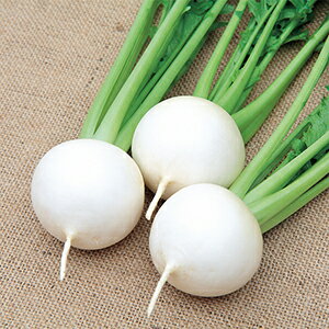 カブ 種 【 二刀 】 20ml ( カブの種 )のサムネイル