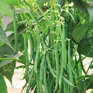 インゲン 種 つるなし菜豆 れんたろう 00粒 インゲンの種 農業屋 Com