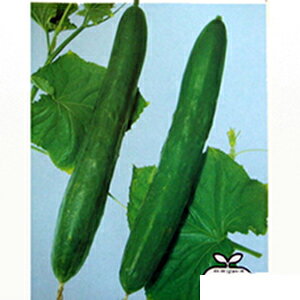 キュウリ 種 【 立秋 】 20ml ( キュウリの種 )のサムネイル