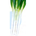 ネギ 種 【 光の剣 (TSX-021) 】 種子 小袋(約20ml) ( 種 野菜 野菜種子 野菜種 ) ★